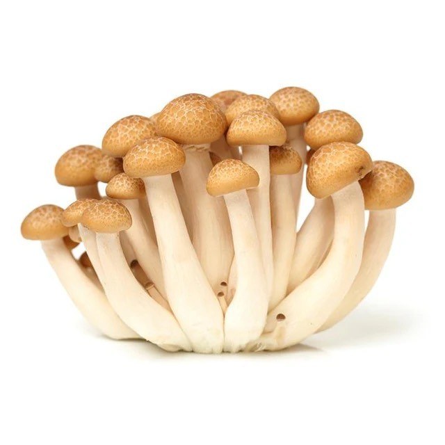 Bouquet of beech shimeji mushrooms