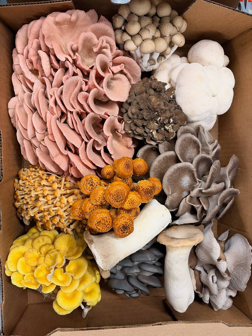 Harvest box packed with pink oyster, beech, lion's mane, maitake, golden enoki, chestnut, king trumpet, blue oyster and yellow oyster mushrooms