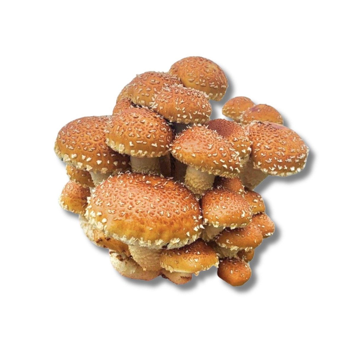 Cluster of speckled chestnut mushrooms