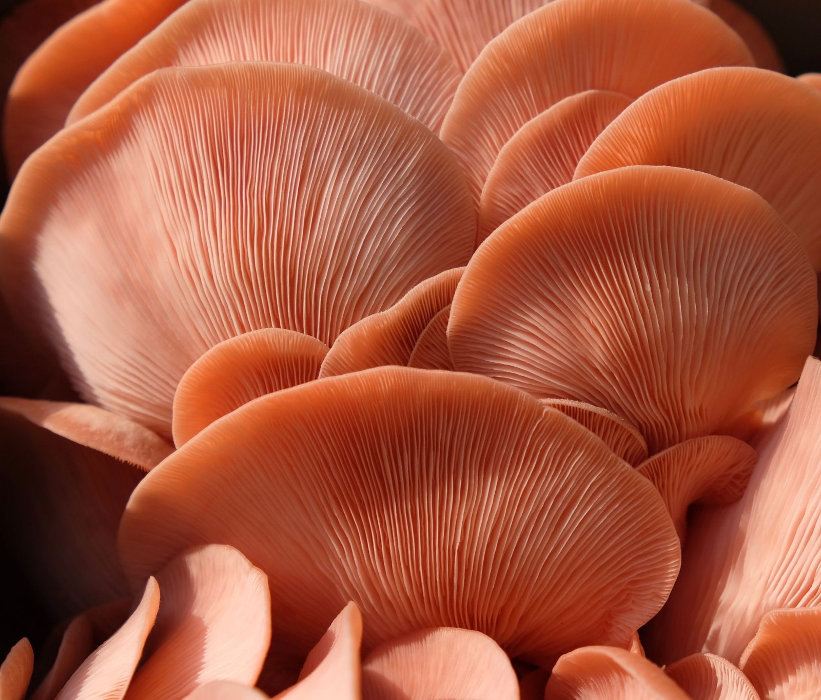 Close-up of a pink oyster mushroom cluster, gills fanning across the frame