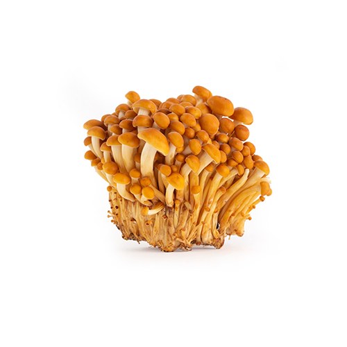 Cluster of golden enoki mushrooms