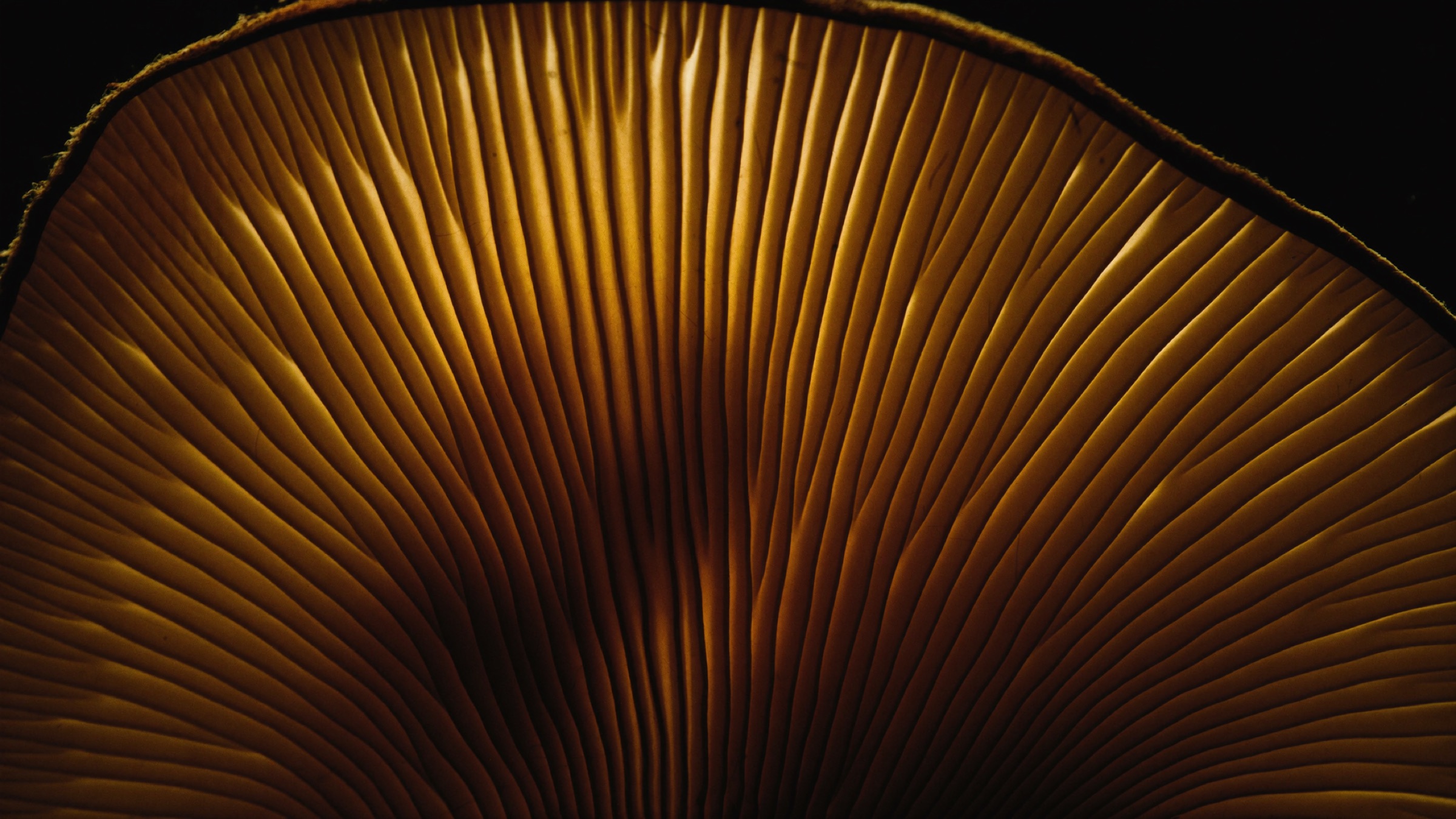 Backlit oyster mushroom gills, glowing amber against a dark background