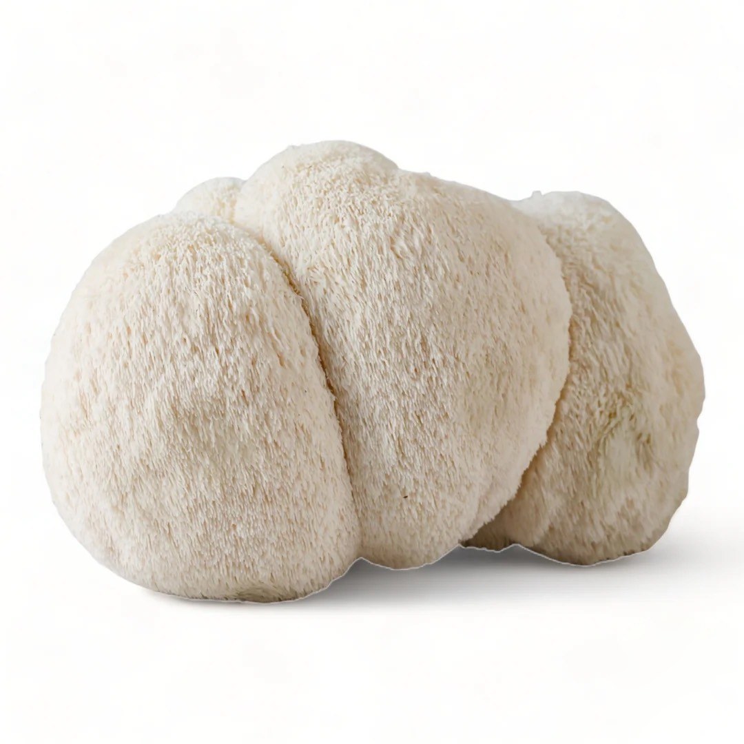 Whole white lion's mane mushroom