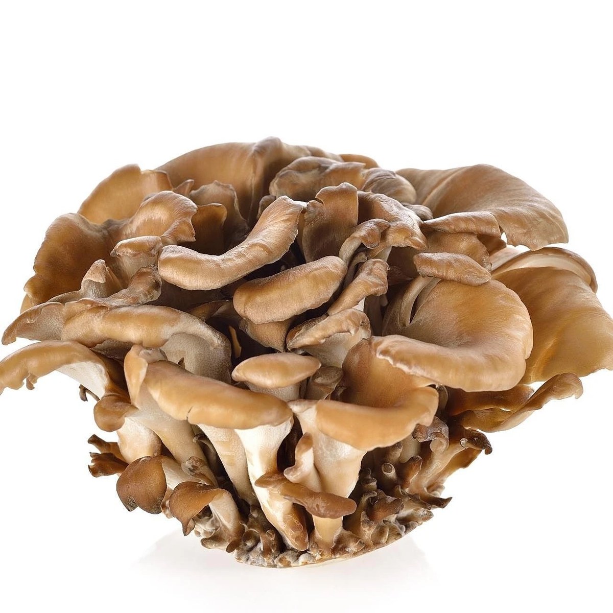 Ruffled maitake hen-of-the-woods mushroom