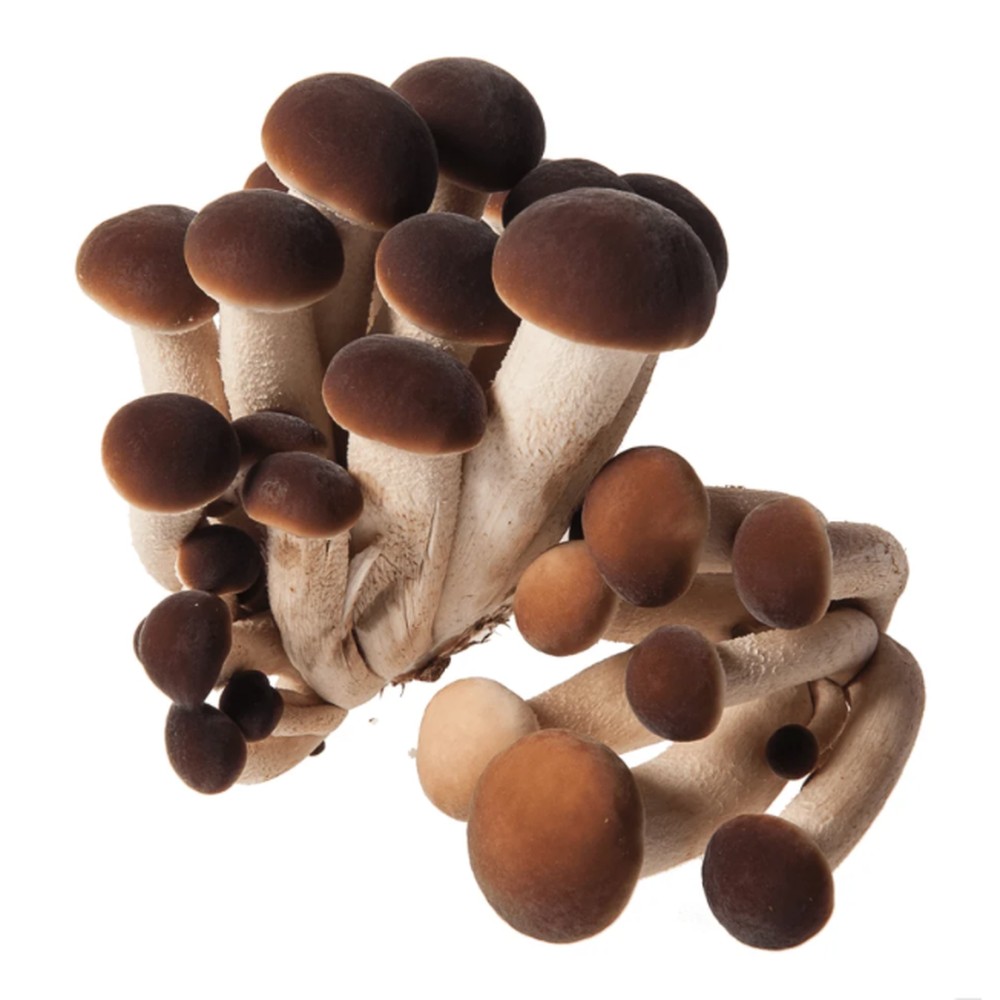 Cluster of pioppino mushrooms with dark brown caps and pale slender stems